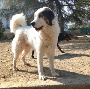 Goran Zorro Dogsavior Mai26 7