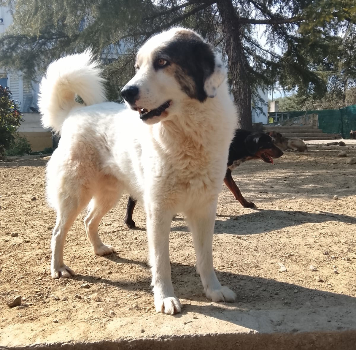 Goran Zorro Dogsavior Mai26 7