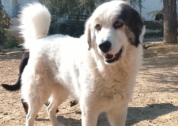 Goran Zorro Dogsavior Mai26 Beitragsbild