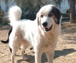 Goran Zorro Dogsavior Mai26 Beitragsbild