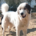 Goran Zorro Dogsavior Mai26 Beitragsbild