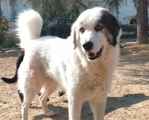 Goran Zorro Dogsavior Mai26 Beitragsbild