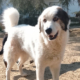 Goran Zorro Dogsavior Mai26 Beitragsbild