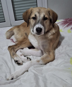 Irma Zorro Dogsavior Mai26 5