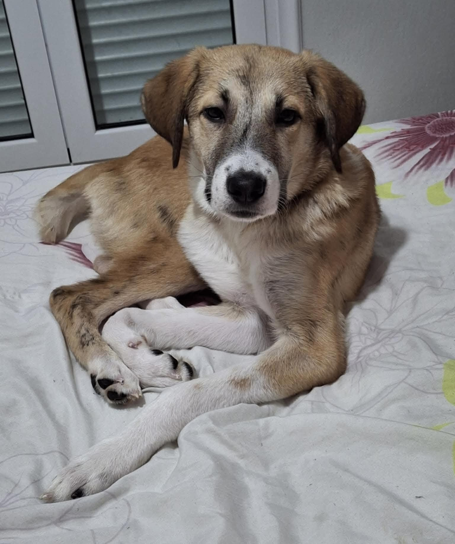 Irma Zorro Dogsavior Mai26 5