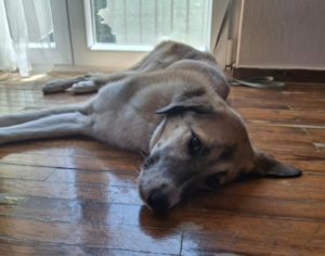 Irma Zorro Dogsavior Mai26 6