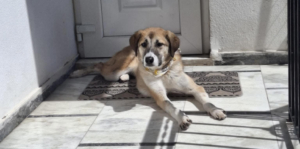 Irma Zorro Dogsavior Mai26 7