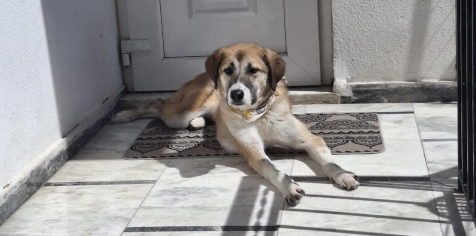 Irma Zorro Dogsavior Mai26 7