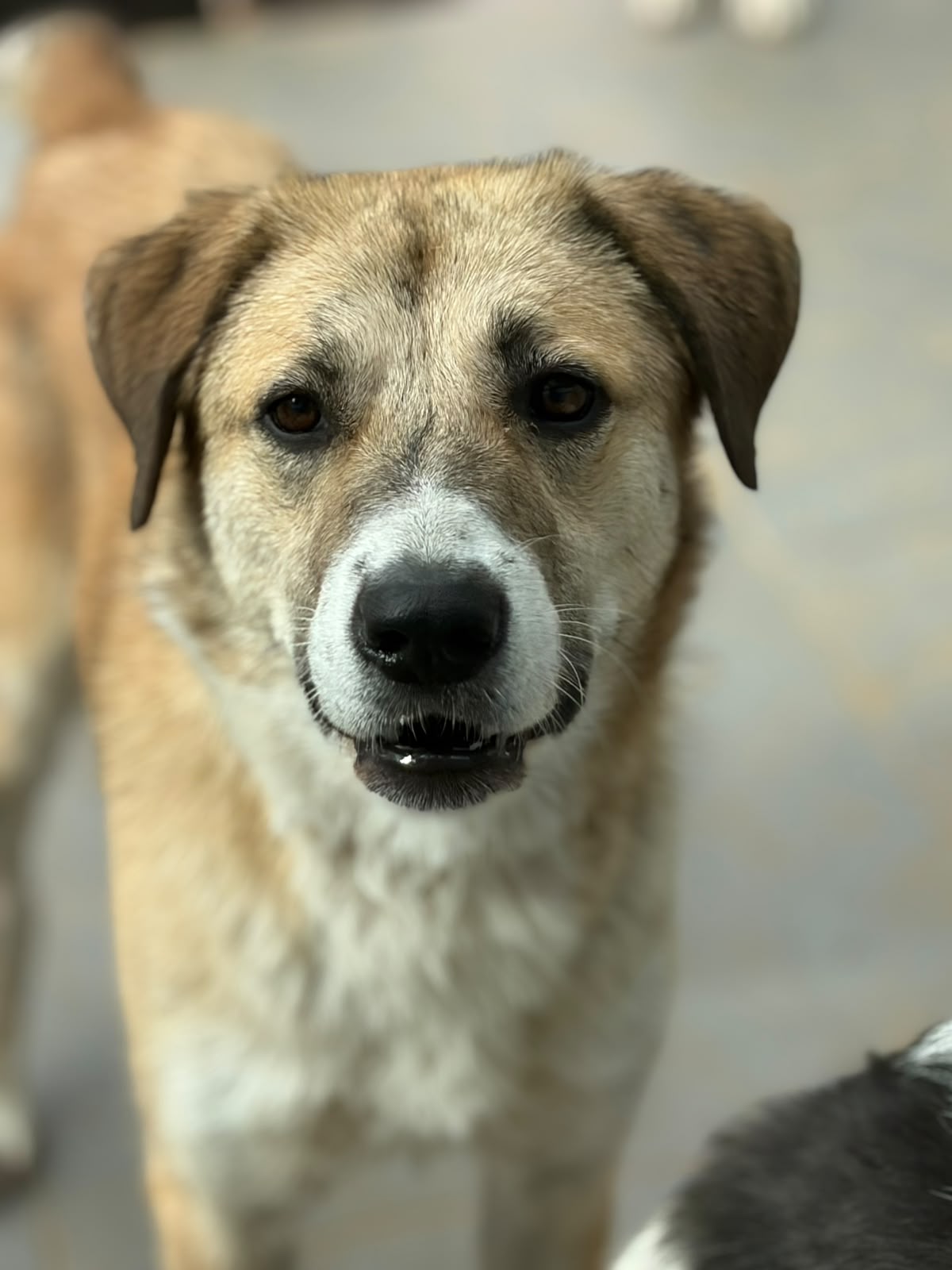 Irma Zorro Dogsavior Okt26 1