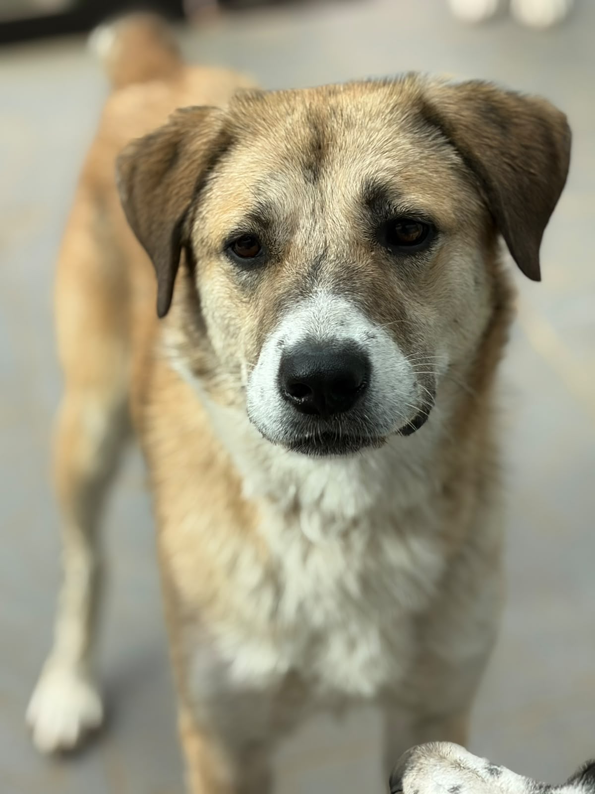 Irma Zorro Dogsavior Okt26 2