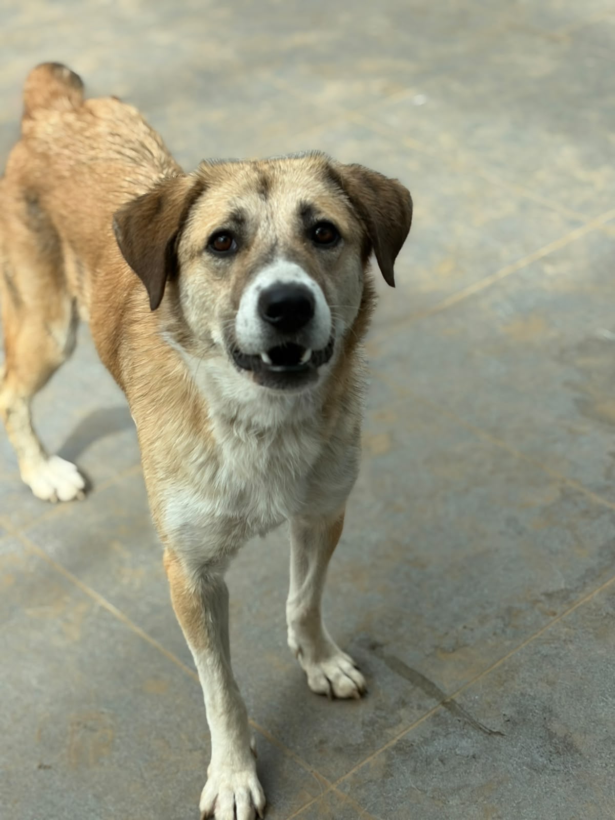 Irma Zorro Dogsavior Okt26 3