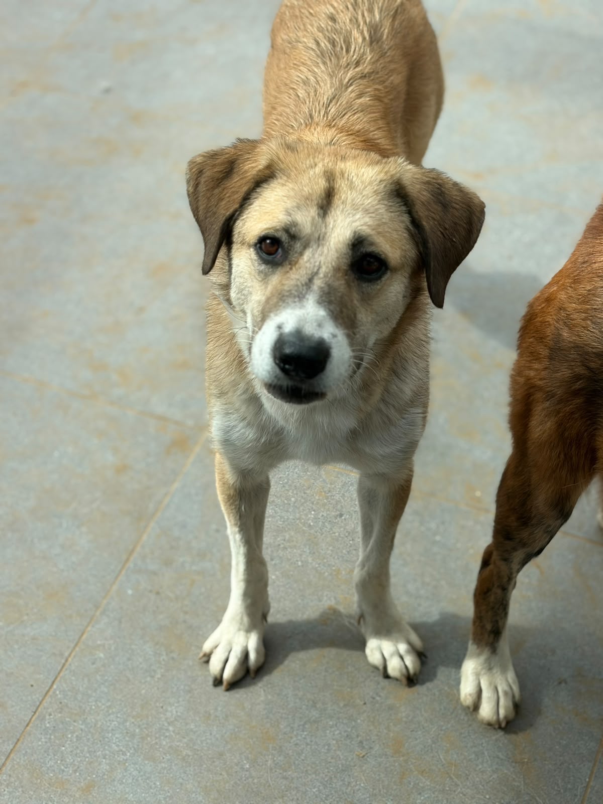 Irma Zorro Dogsavior Okt26 4