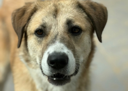 Irma Zorro Dogsavior Okt26 Beitragsbild
