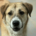 Irma Zorro Dogsavior Okt26 Beitragsbild