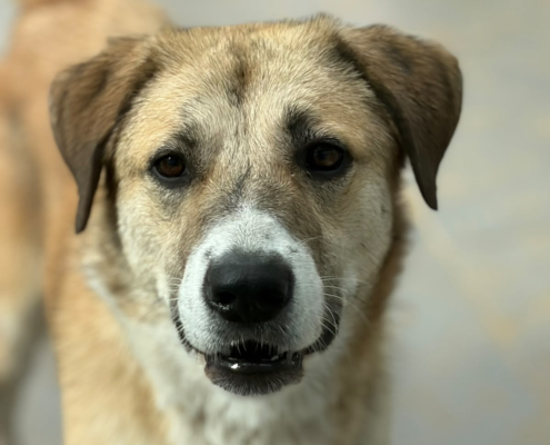 Irma Zorro Dogsavior Okt26 Beitragsbild