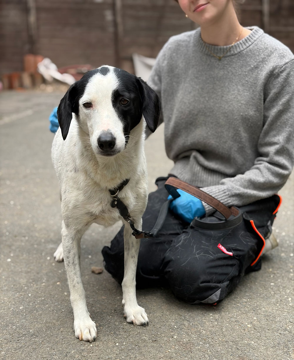 Luna Zorro Dogsavior Jun26 1