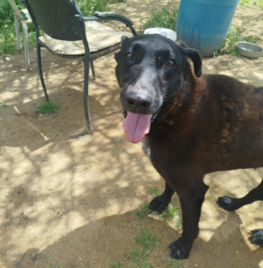 Michelle Zorro Dogsavior Jun26 1