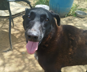 Michelle Zorro Dogsavior Jun26 Beitragsbild