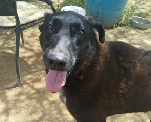 Michelle Zorro Dogsavior Jun26 Beitragsbild