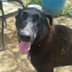 Michelle Zorro Dogsavior Jun26 Beitragsbild