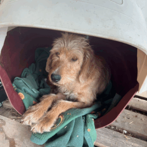 Die hellbraune Hündin Ronja steht auf dem Tierschutzgelände