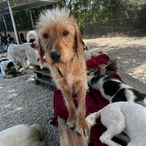 Die hellbraune Hündin Ronja steht auf dem Tierschutzgelände
