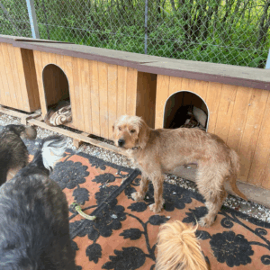 Die hellbraune Hündin Ronja steht auf dem Tierschutzgelände
