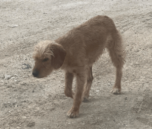 Die hellbraune Hündin Ronja läuft über das Tierschutzgelände