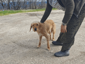 Die hellbraune Hündin Ronja wird von einer Tierschützerin gestreichelt