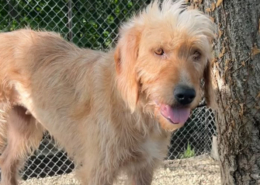 Ronja Zorro Dogsavior Jul26 Beitragsbild