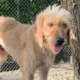 Ronja Zorro Dogsavior Jul26 Beitragsbild