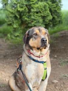 Hund Carlo vom Zorro Dogsavior posiert stolz für die Kamera