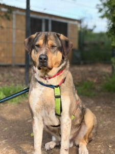 Carlo Zorro Dogsavior Jun26 2