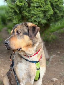 Hund Carlo vom Zorro Dogsavior ist bereit für seinen Spaziergang