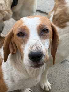 Zorro Dogsavior Jun2026