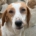 Dalia Zorro Dogsavior Jun2026