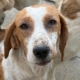 Zorro Dogsavior Jun2026