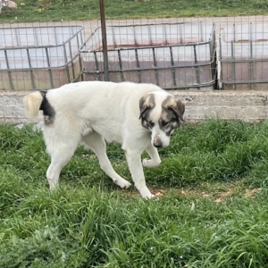 Dias Zorro Dogsavior Mai26 1