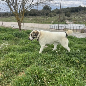 Dias Zorro Dogsavior Mai26 2