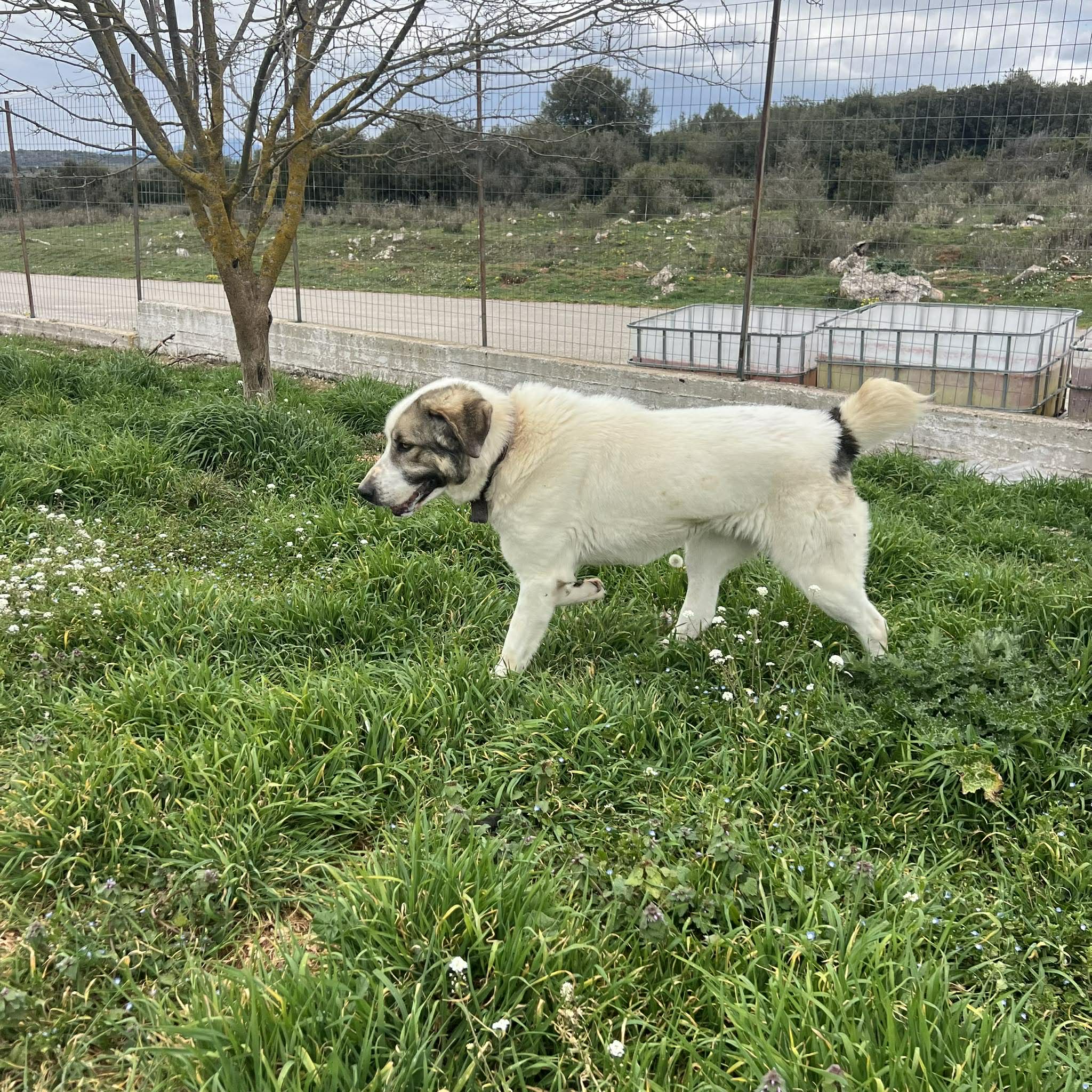 Dias Zorro Dogsavior Mai26 2