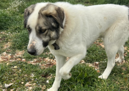 Dias Zorro Dogsavior Mai26 Beitragsbild