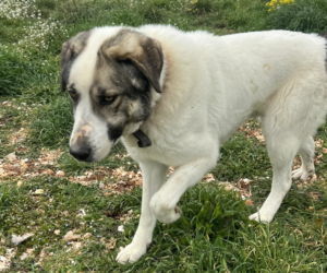 Dias Zorro Dogsavior Mai26 Beitragsbild