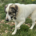 Dias Zorro Dogsavior Mai26 Beitragsbild