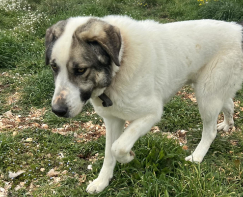 Dias Zorro Dogsavior Mai26 Beitragsbild