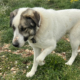 Dias Zorro Dogsavior Mai26 Beitragsbild