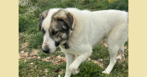 Dias Zorro Dogsavior Mai26 SocialMedia