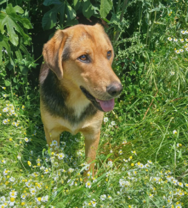 Falcon Zorro Dogsavior Jun26 1