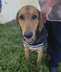 Falcon Zorro Dogsavior Jun26 3