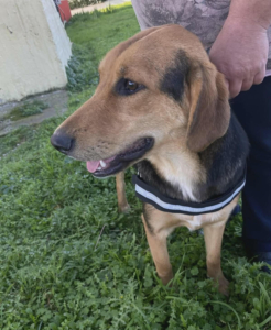 Falcon Zorro Dogsavior Jun26 4