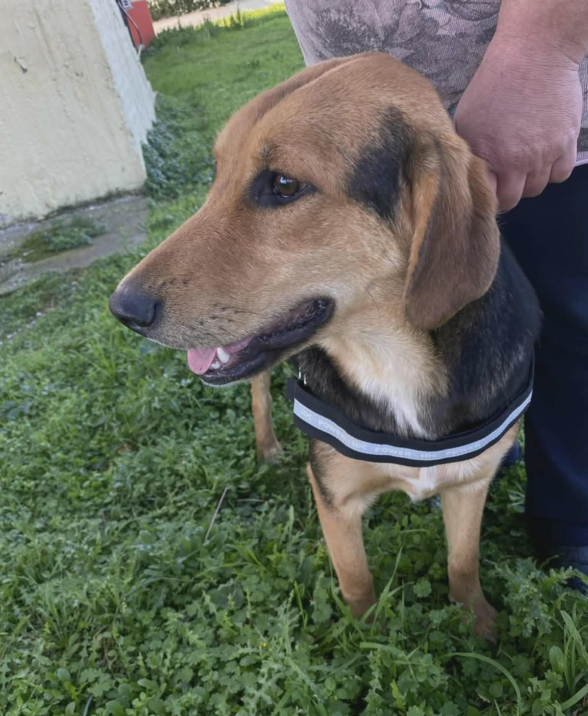 Falcon Zorro Dogsavior Jun26 4